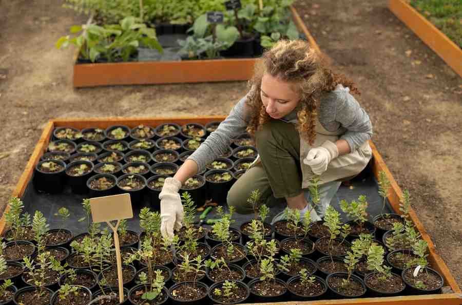 Urban Gardening